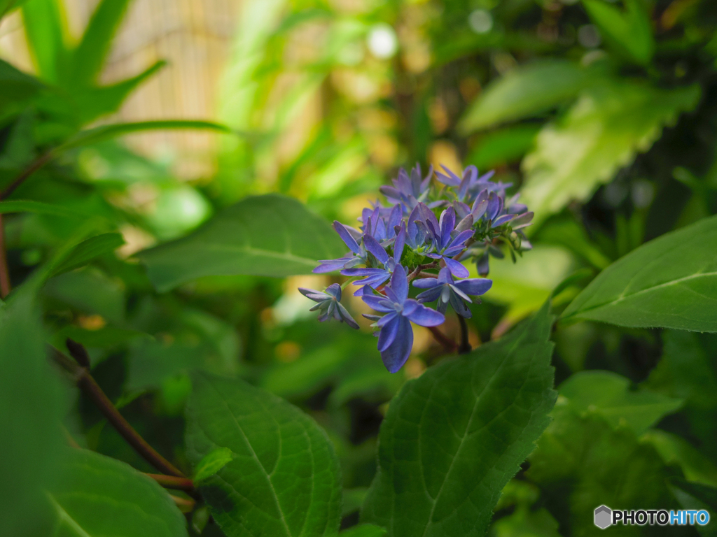 庭の花　ヤマアジサイ