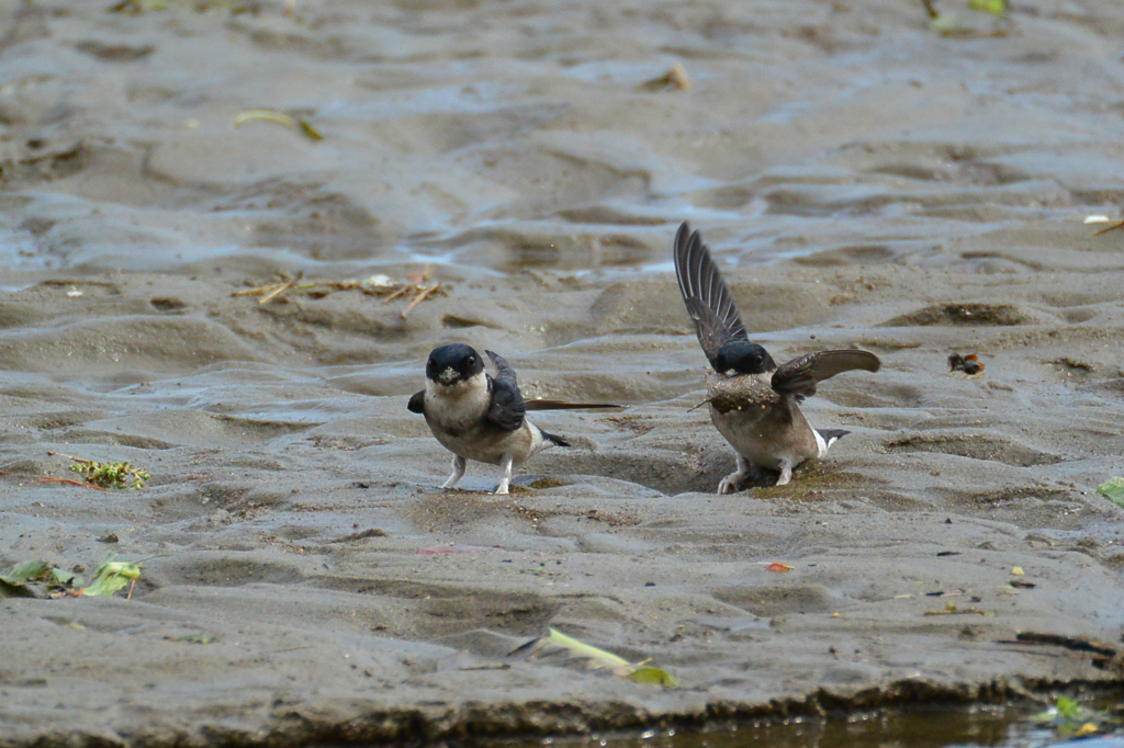 何咥えてるでしょう(^^♪　ツバメ到来(^_-)-☆