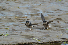 何咥えてるでしょう(^^♪　ツバメ到来(^_-)-☆