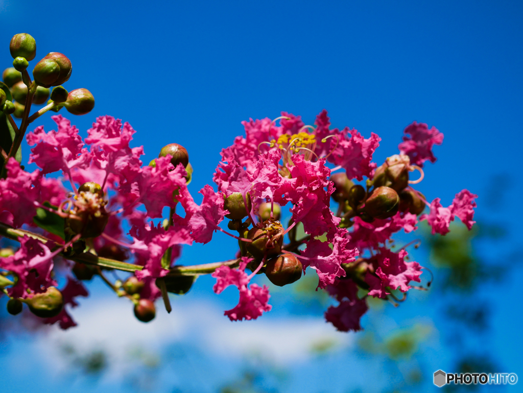 庭の花　夏の花サルスベリ