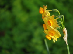 緑の朝～(^_-)-☆