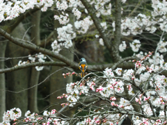 もうすぐ旅立ちかな？