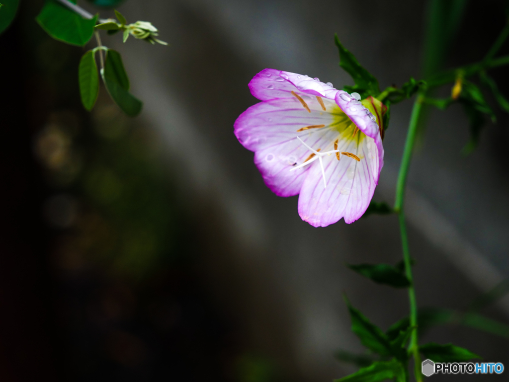 庭の花　月見草