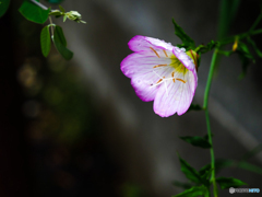 庭の花　月見草