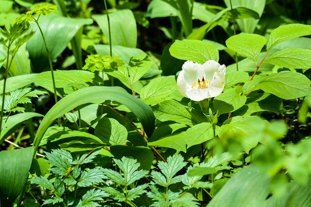 ヤマシャクヤク