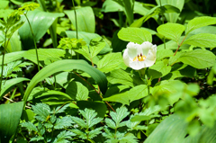 ヤマシャクヤク