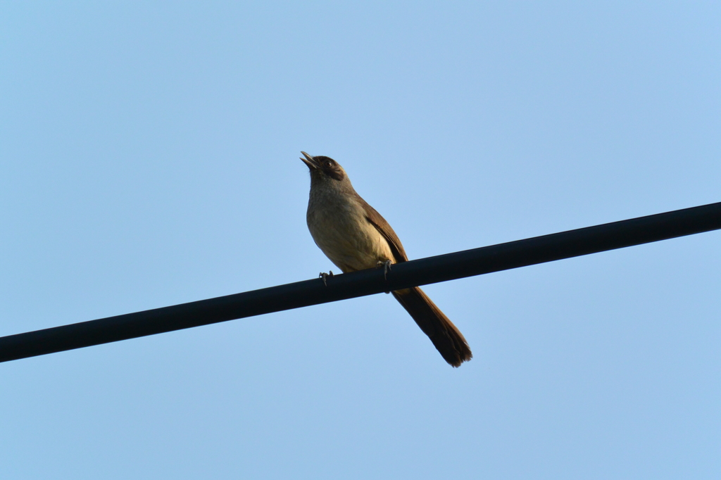 この鳥はなに？？ 判明!ガングロガビチョウ