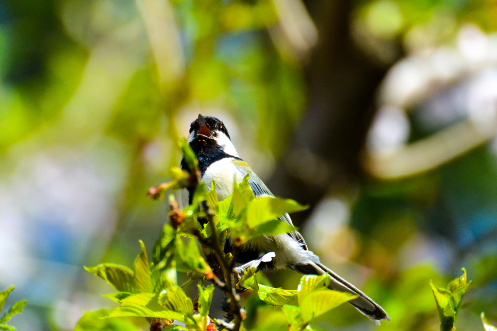 シジュウカラ(^_-)-☆