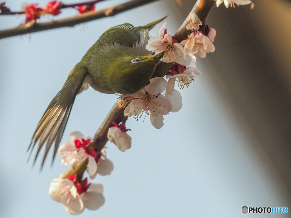 梅次郎ももうすぐお別れ～