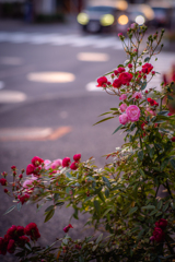 薔薇