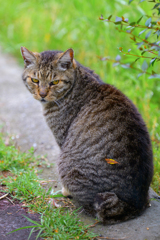 猫