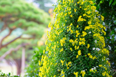 菊