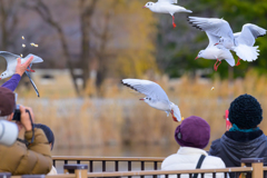 餌に群がる鳥