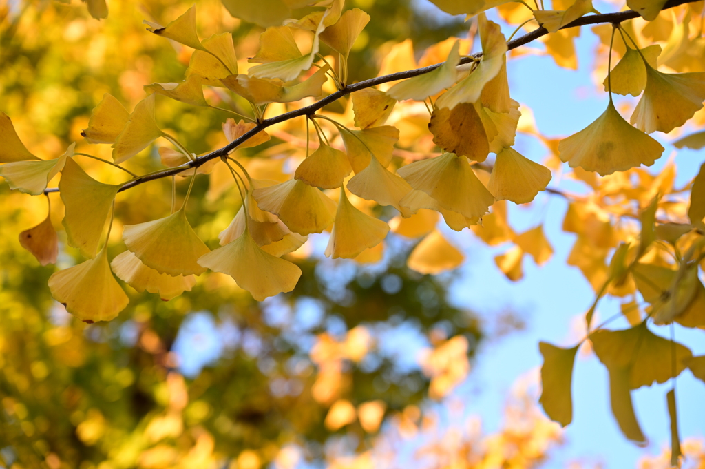 銀杏の葉