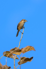 小動物系の鳥
