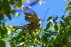 羽ばたく鳥