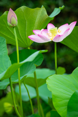 蓮の花