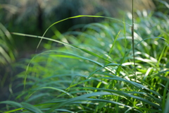 草