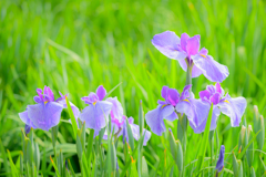 菖蒲