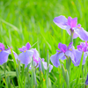 菖蒲