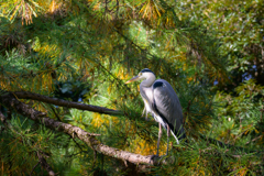 松の木にとまる鳥