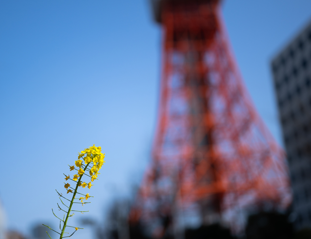 菜の花