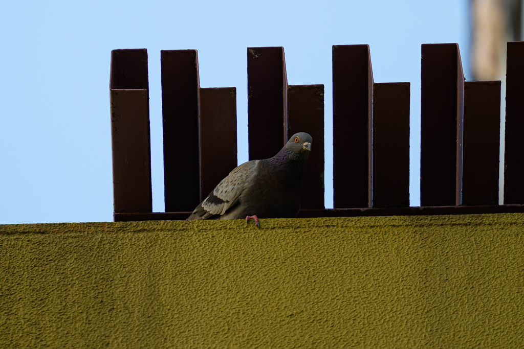 鳩