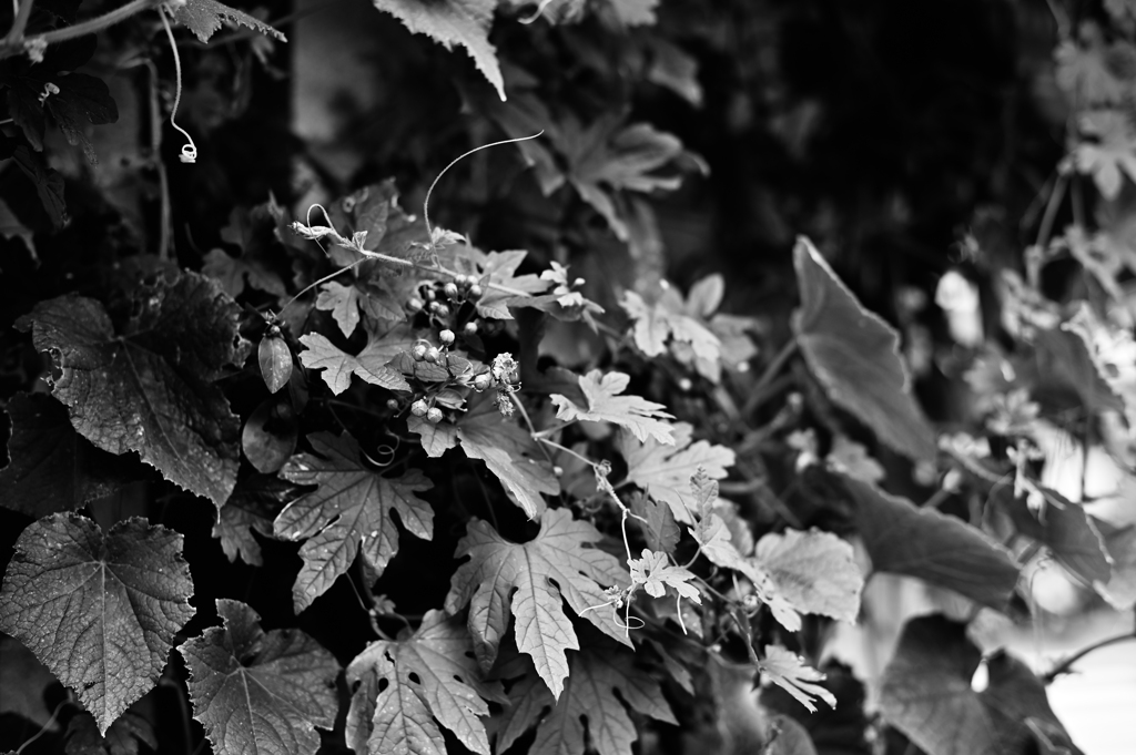 ツルの付いた植物