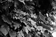 ツルの付いた植物