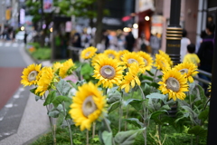 ひまわり
