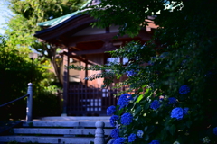 あじさいとお寺