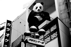 パンダ