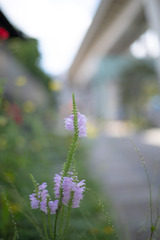 薄ピンク色の花