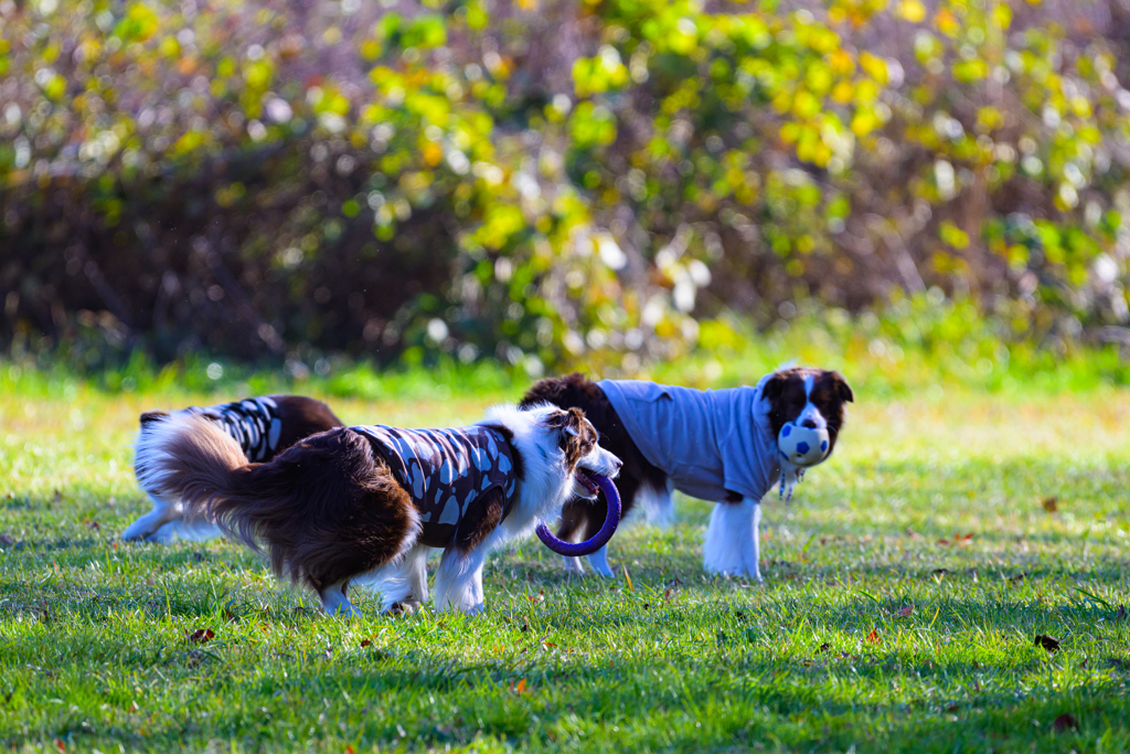 犬
