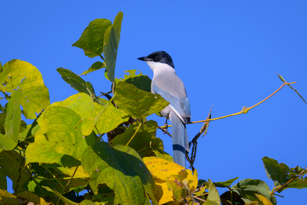 羽根が水色の鳥
