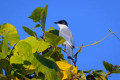 羽根が水色の鳥