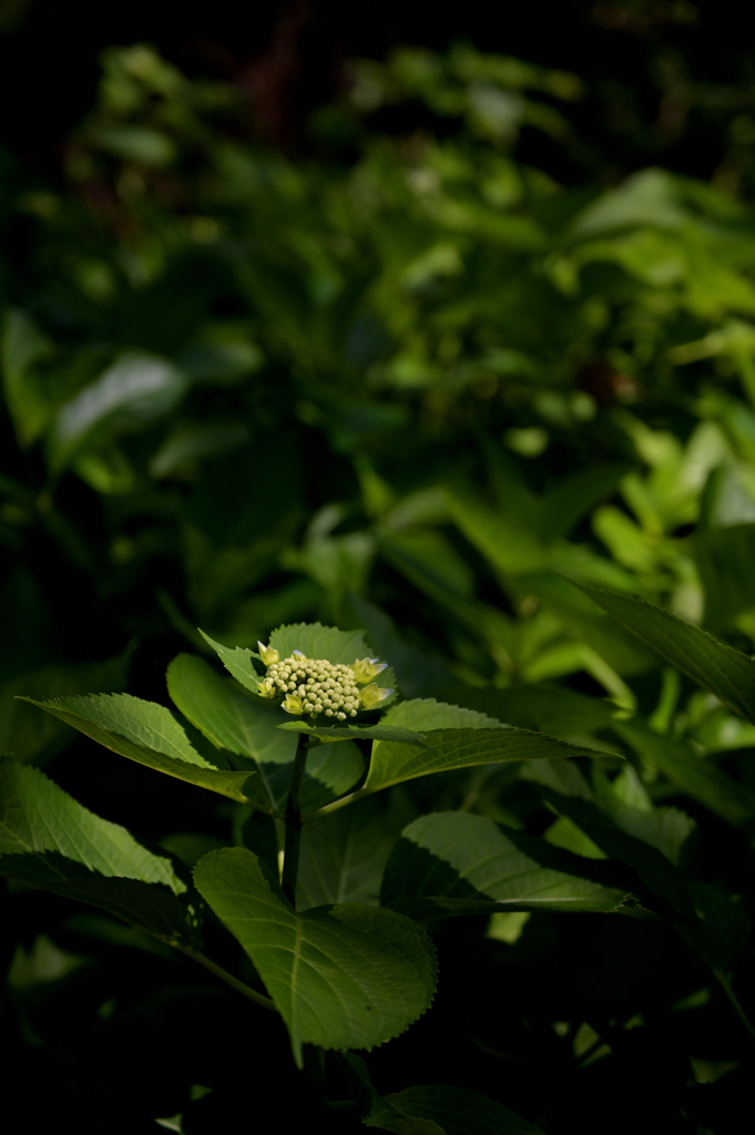 あじさいのつぼみ
