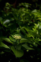 あじさいのつぼみ