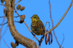 陰鬱とした鳥