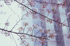桜の花