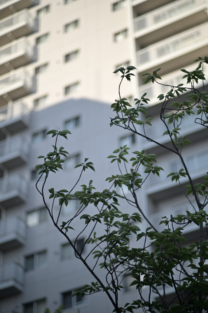 マンションと枝