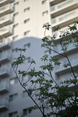 マンションと枝