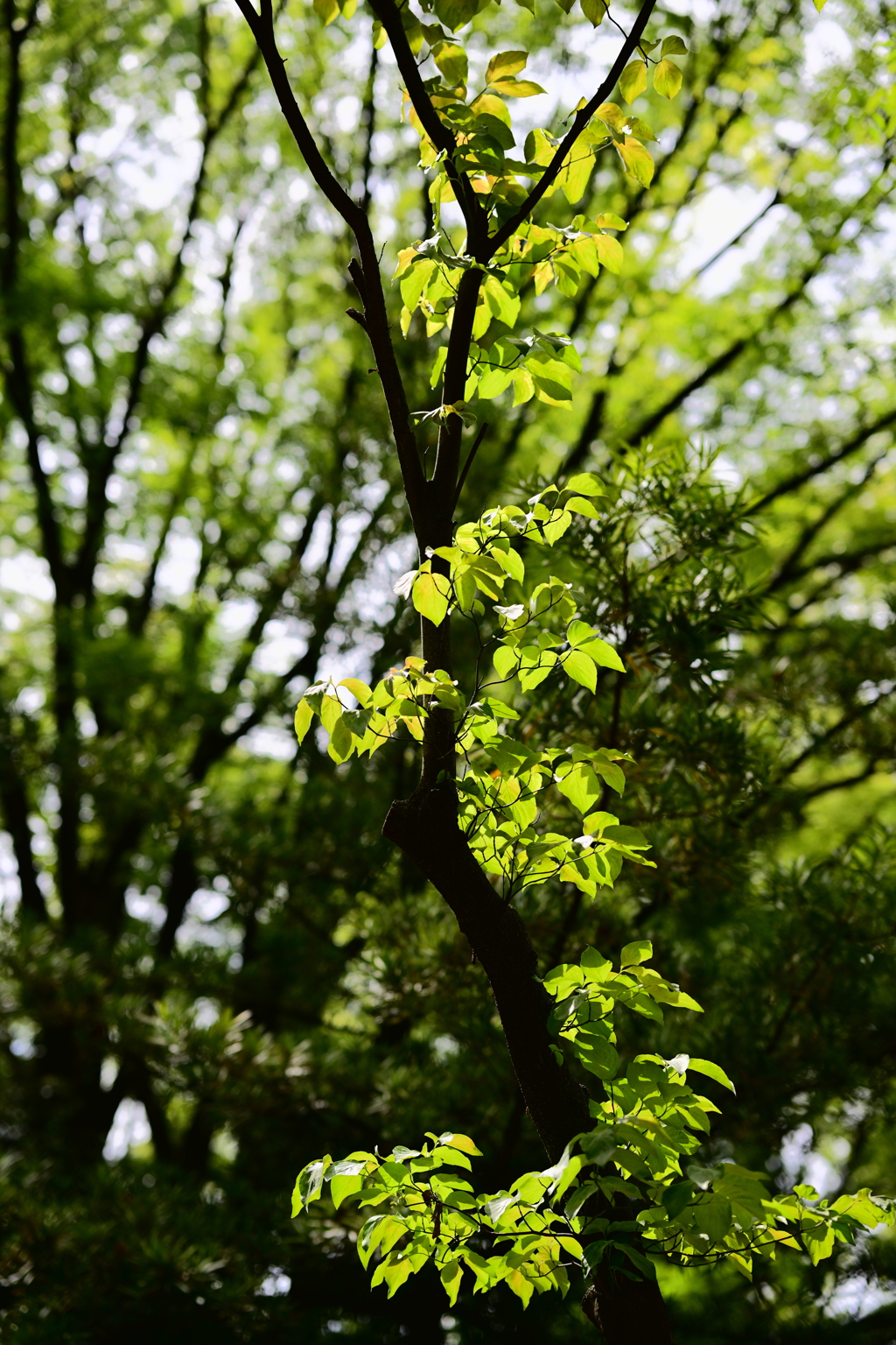葉