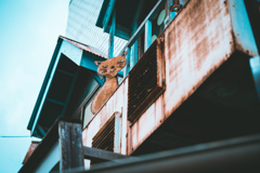 猫