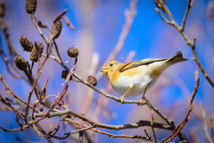 木の実を食べる鳥
