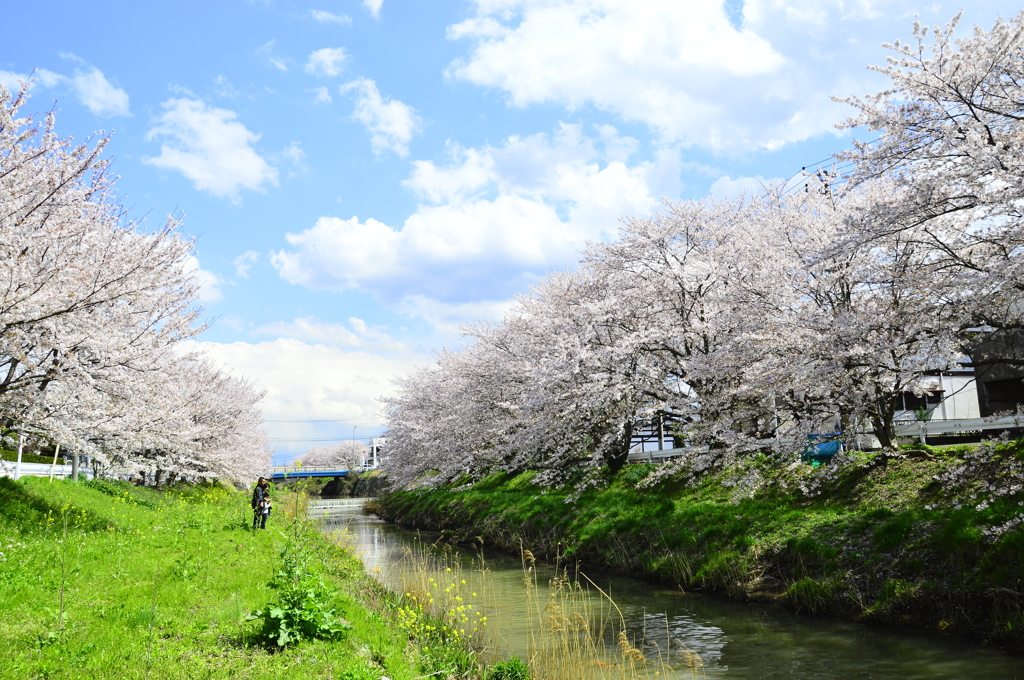 桜川 by kuma0610 （ID：3758449） 写真共有サイトPHOTOHITO