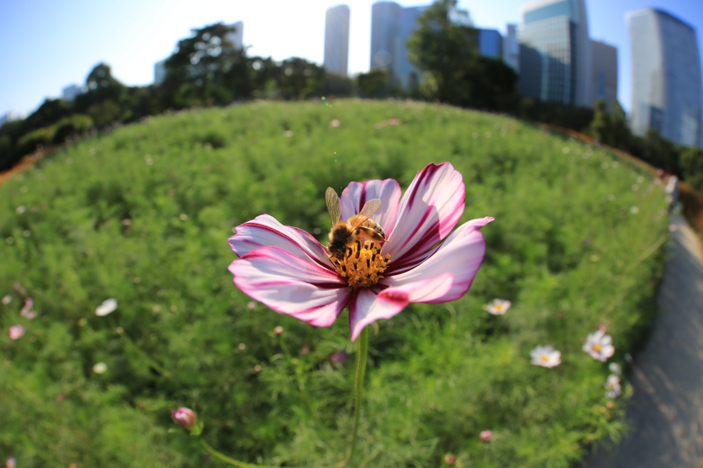 浜離宮庭園の秋桜とミツバチ
