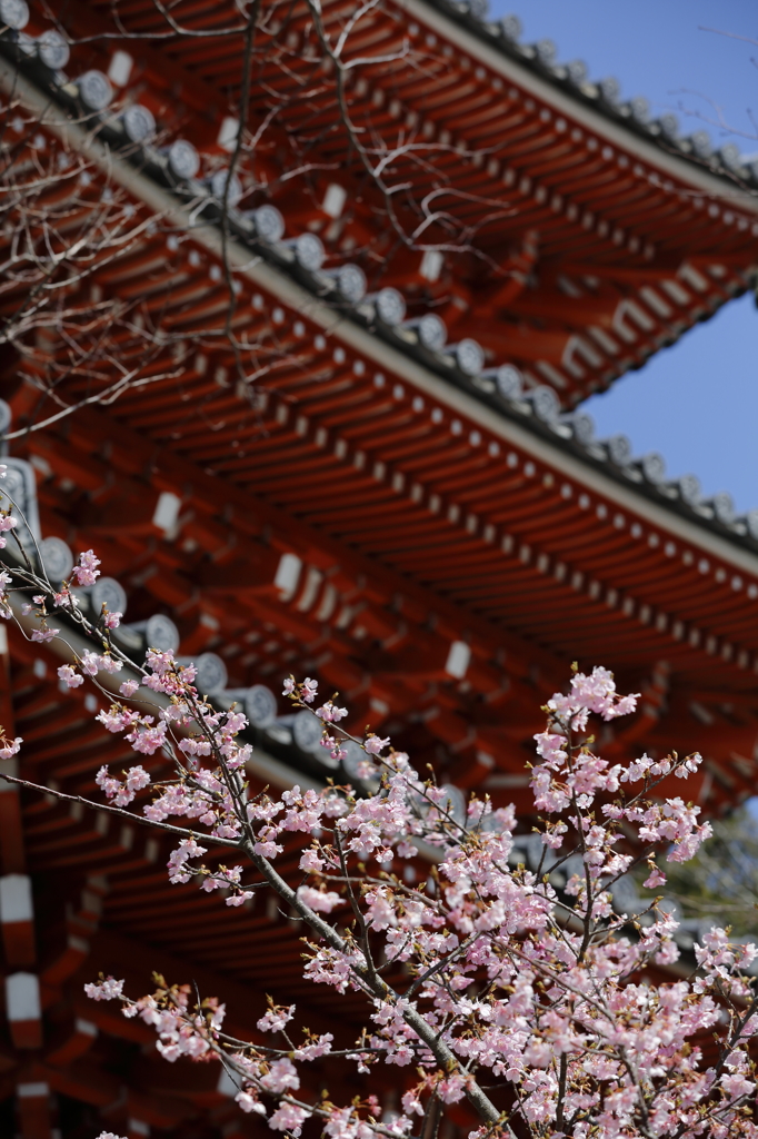 河津桜
