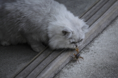 猫カニ合戦