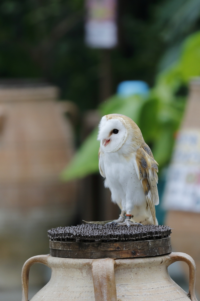 おーい